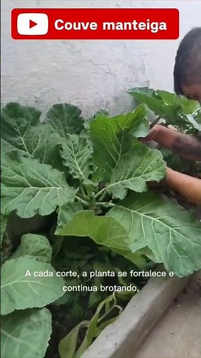 COUVE-MANTEIGA: BENEFÍCIOS, CULTIVO E POR QUE ELA NÃO PODE FALTAR NO SEU QUINTAL