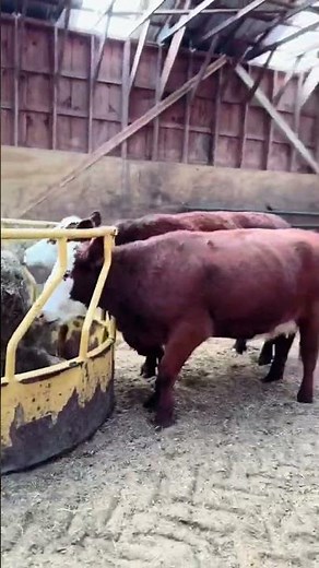 Good Day on the Farm: Maine Life with Farmers Daughter & Cows | Rural Living & Farm Adventures