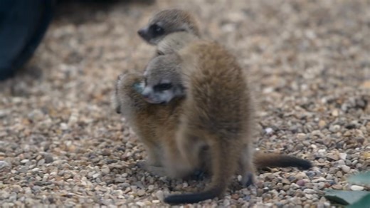 Say hello to our baby meerkats! Moms Keeya and Naledi recently welcomed litters of four each, and they’re adorable. 🥰 Keeya’s curious little explorers are starting to pop out in the Kids’ Zone meerkat habitat, while Naledi’s crew is still snuggled up behind the scenes. | Point Defiance Zoo & Aquarium