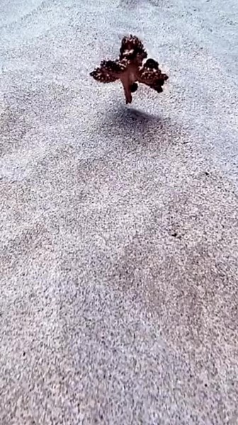 bro found octoling irl #Splatoon #Octoling #Octolings #splatoon2