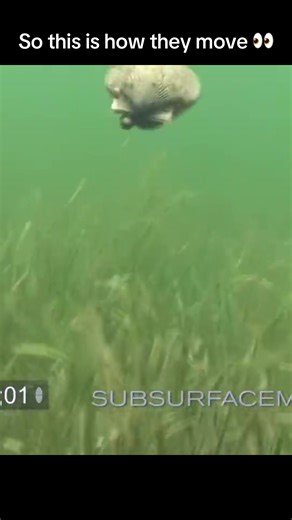 Swimming Bay Scallops Homosassa Florida #nature #ocean #didyouknow