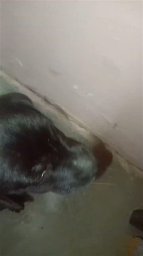 comment for link 🖇️ #youtubeshorts