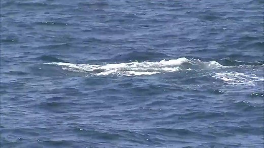 35K views · 938 reactions | Making a splash! Tourists on whale watching trips near Los Angeles are seeing incredible sights: blue whales and humpback whales including a mother and her calf. | Tampa Bay 28 - WFTS | Facebook