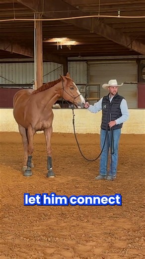 I let him connect with me #horses #horsetraining