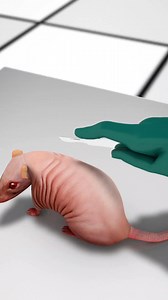 269K views · 1.8K reactions | Growing An Ear On A Mouse  . . #growing #ear #mouse #3d #animation #education #knowledge #facts #viralvideoシ #fbyシvideo #zackdfilm #virals #facebookreel #facebookreelsviral Zack D. Films Deepak Vishwakarma | Deepak Vishwakarma | Facebook