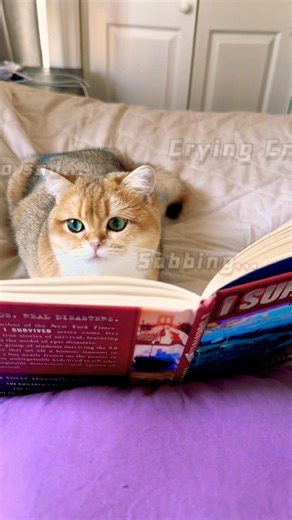 My cat loves to play games late into the night #cat #shorts