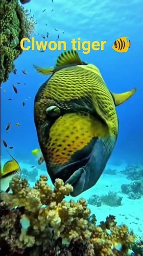 Clown Tiger Fish: The Most Colorful and Playful Aquarium Fish!