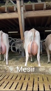 42K views · 779 reactions | Hervorragende Brown Swiss Kühe auf dem Sandmatthof im Freiamt! #brownswiss #braunvieh #morethanmilk Video: swissgenetics/studipicture | Braunvieh Schweiz | Facebook