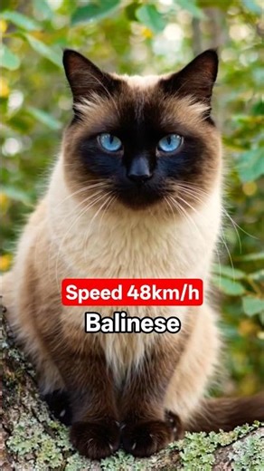 Balinese | Lifespan 5 years #animalknowledge #wildlife