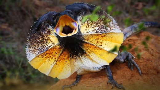 Watch what happens when humans face predators and are no longer the top predator