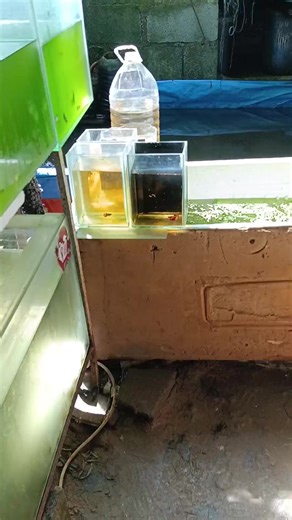 FCCP betta 🔥🔥#fccp #bettafish #leofishkeepers #happyfishkeepers