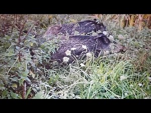 Chasse aux sangliers ! La 100 ème Vidéo YouTube !!! Saison 2024/ 2025