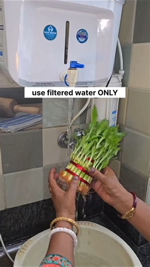 Follow these tips to save your Lucky bamboo plant 🪴 #trendingshorts