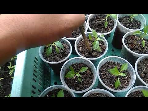 Container Gardening - How to Apply Fertilizer to Container Plants