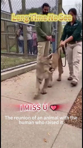 Emotional Lion Reunion: A Touching Love Story