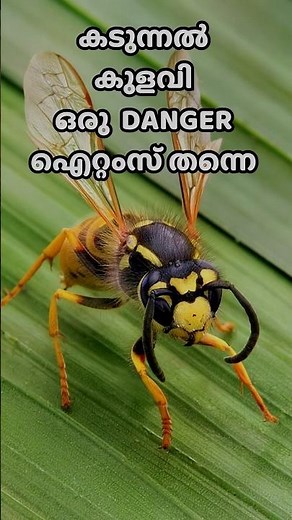 If you get stung by a wasp, death is certain #kadunnal #kulavi #wasp #wasp2 #waspattack