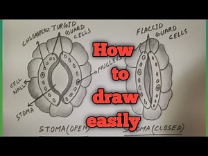 How to draw Stomata diagram/Stomata diagram open and close for beginners.