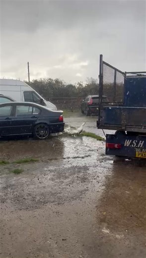 22K views · 189 reactions | The mighty WSH update today - at the workshop with our new friends ☝️漢 It’s a day for the ducks today  #learning #tutorial #question #answer #bespoke #timberfence #followers #share #viral #fyp #grow #fypage #like #support #help #video #scotland #ayrshire #new #councillor #change #support #thanks #community #difference #customer #business #farm #animals #subscribe | WSH Fencing | Facebook