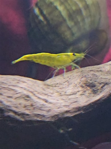 "Yellow shrimp" typically refers to the Yellow Fire Shrimp or Yellow C...