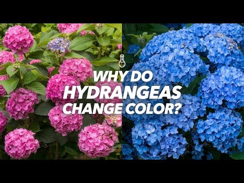 Why Do Hydrangeas Change Color? 🌸