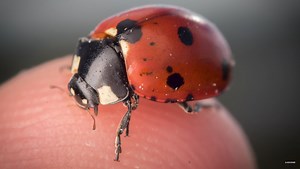 10 Camera and Flash Settings You Should Know for Macro Photography