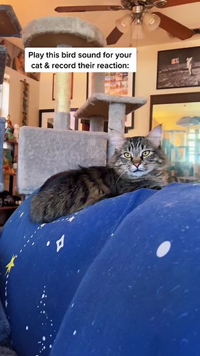 Understanding Cats' Reaction to Bird Sounds