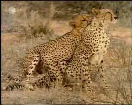 Cheetahs Mating