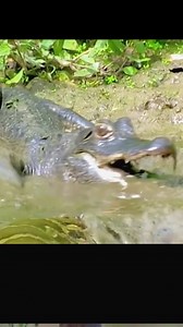 1.4M views · 12K reactions | crocodile vs python#wild #wildanimals #wildanimalworld #crocodile # python | Abafana Base Wembezi | Facebook