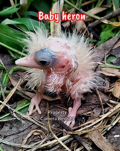 Baby Heron day 1 #birds #heron #nationalgeopark #wildbird #wildlife #birdlovers #beautifulbird #birdwatching #nature #animals | Camera Birds23