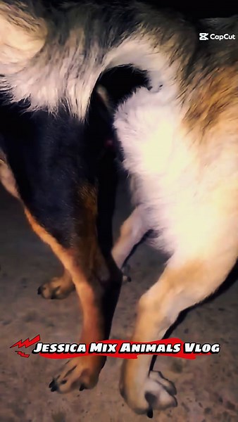 Understanding Dog Mating Process and Breeding Techniques