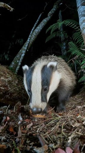 “Watch a honey badger strolling through the forest! 🦡🌿