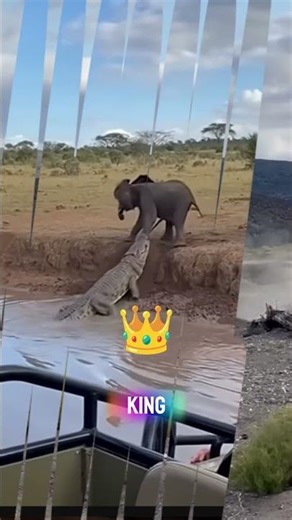 Rhino vs Elephant Which is King of the Savanna? #nature