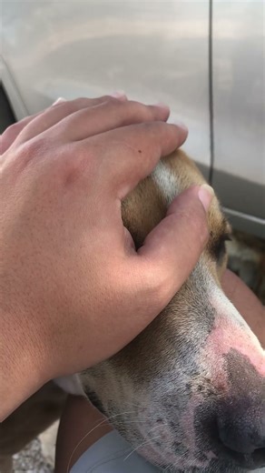 Reiki treatment for Dog 😇