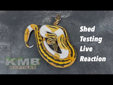 Ball Python Shed Testing - Live Reactions!