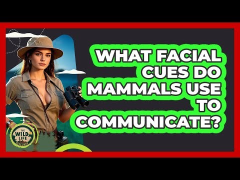 What Facial Cues Do Mammals Use To Communicate?