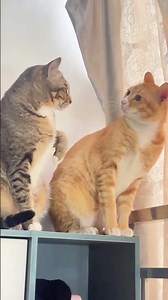Part 59 #funny #cat#NewVideoAlert