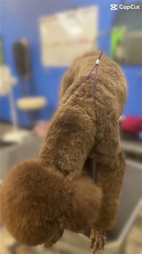 Stunning Poodle Grooming Makeover | Chocolate Standard Poodle Before & After