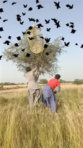 hunting for black raven birds gogo#farming#black #gogo#duck#villagelife