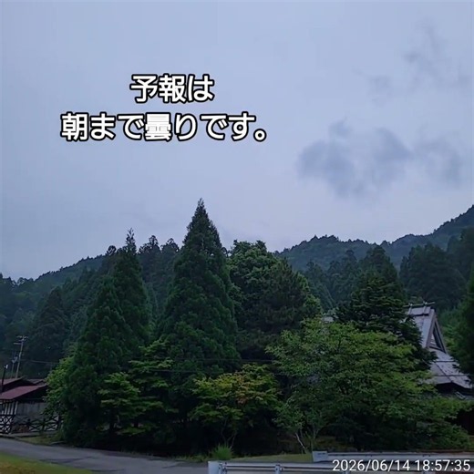 夕方の川の神様にごあいさつ 2026年6月14日 #ゴールデンレトリバー #田舎暮らし