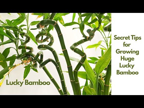 Secret to Growing Huge Lucky Bamboo in Water: Tips & Care Guide