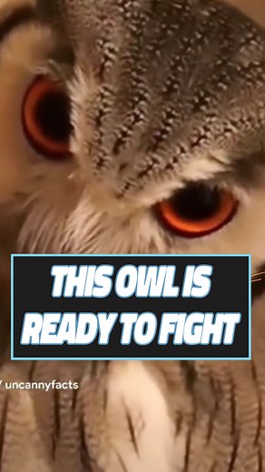 3.2M views · 119K reactions | he could so easily take my wallet  @uncannyfacts #comedy #humor #owl | Dustin Poynter | Facebook