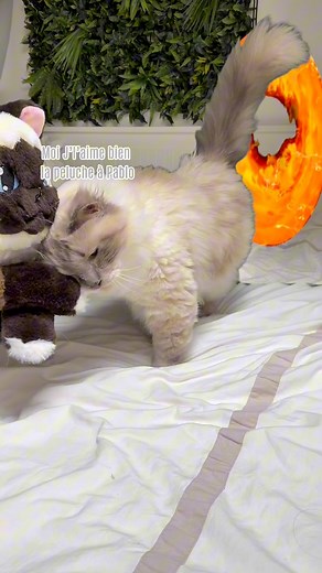 56K views · 1K reactions | Fermeture des pré commandes le 31 Juillet...