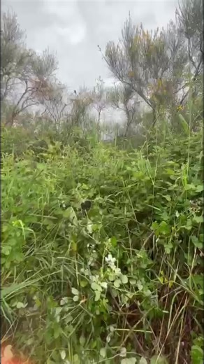 Caccia al cinghiale con passione Maremmano