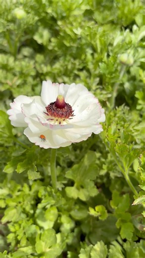 Ranunculus bloom on day 104! #flowerfarming #gardening #cutflowers #ranunculus