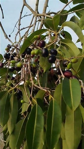 jamelão, azeitona roxa ou guapê (Syzygium cumini, ex-Eugenia jambolana família Myrtaceae,da Índia.