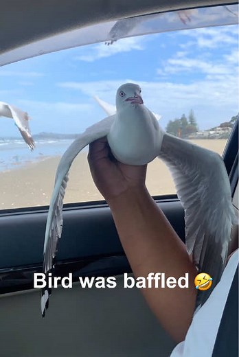 Seagulls Have No Shame: Bold Birds Steal Food and Attention