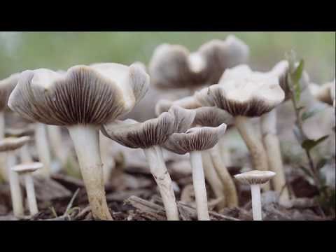 An iNaturalist Introduction to Mushrooming