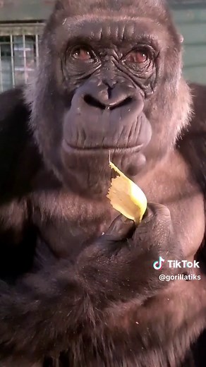 Gorilla Eating Banana Mukbang ASMR with Funny Monkey Moments