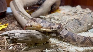 Eastern copperhead ( Agkistrodon contortrix) on display this morning. | Kentucky Reptile Zoo