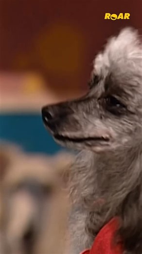 ROAR on Instagram: "Get ready to laugh your tail off! The Dog Show skit on Saturday Night Live is pure comedy gold where things get a little ruff and the laughs never stop.  Catch SNL at 11/10c on ROAR!"